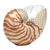 Herend Figurine Nautilus Shell Reserve Collection